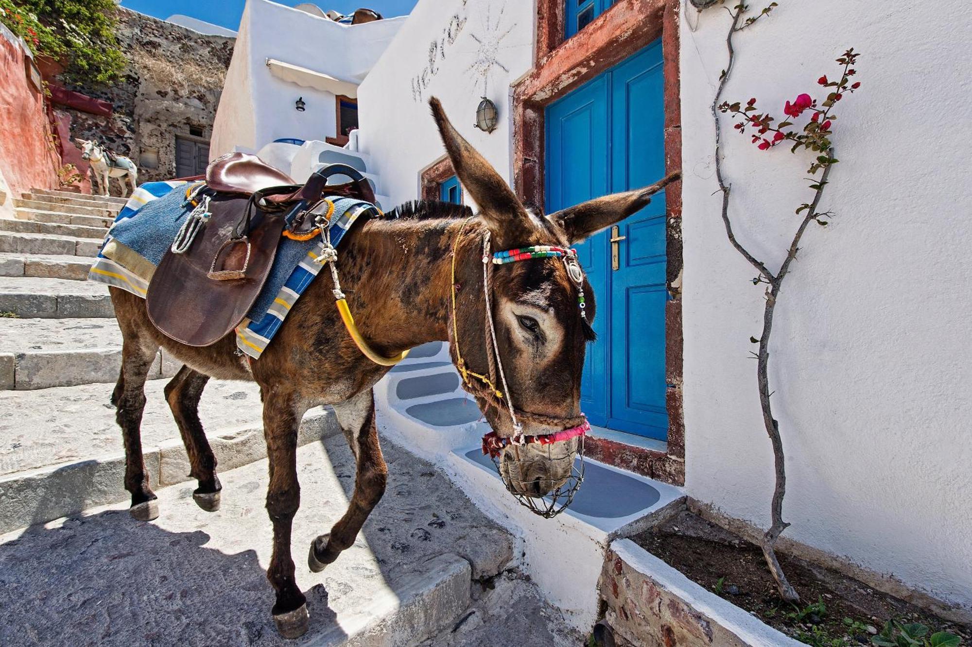 Santorini Paradise Cave Houses Oia  Exterior photo
